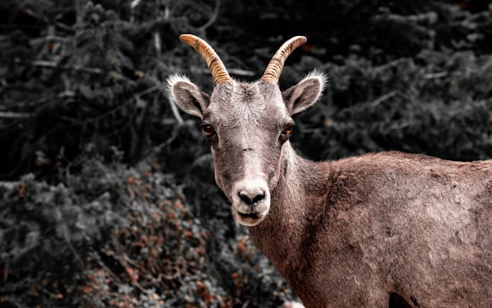 A goat with curved horns stands in front of a blurred, dark forest background. Its short fur is a mix of gray and brown tones, and its ears stand alertly to the sides.
