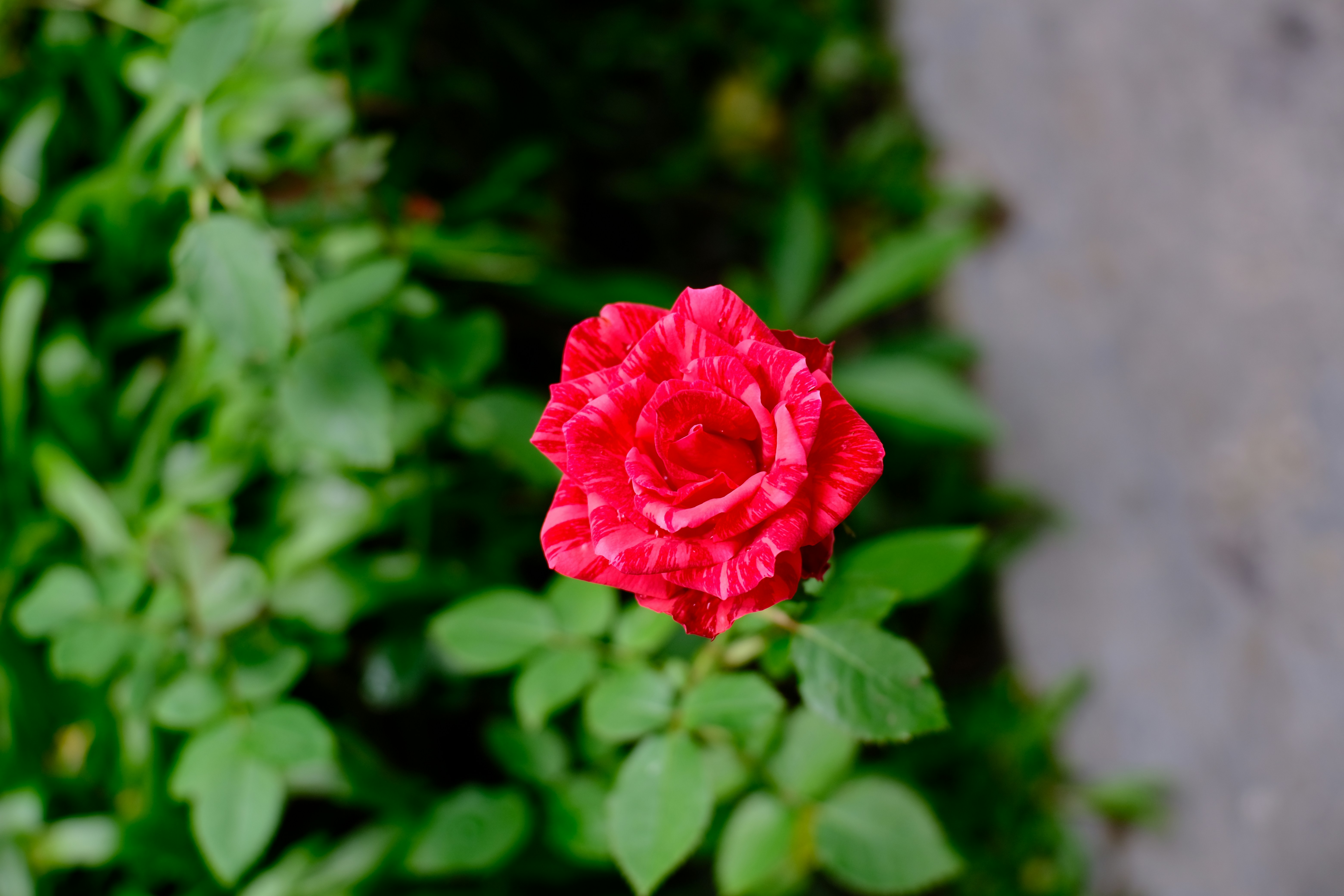 Photo by dvhoang2106