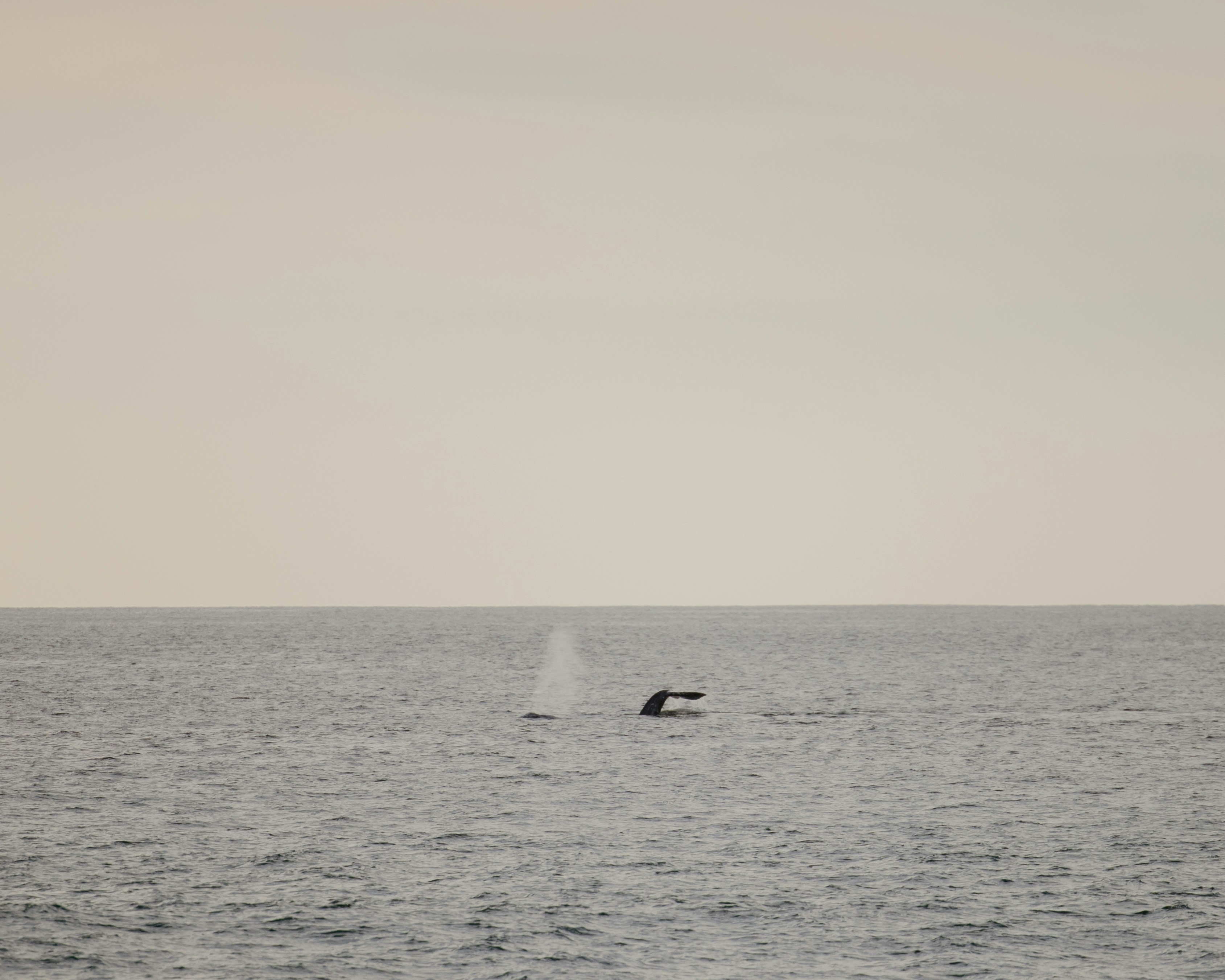 Photo by joshwithers