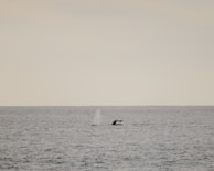 A serene ocean view with a whale spouting water.