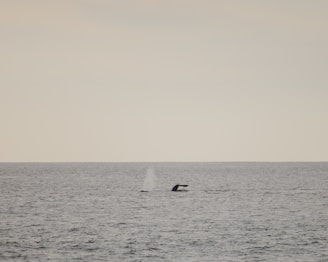 A serene view of the ocean at sunset with a whale tail visible in the distance.