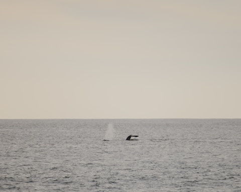 A serene ocean view with a whale breaching in the distance under a clear blue sky.