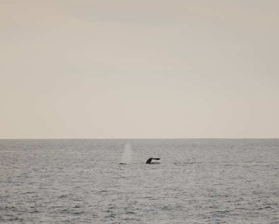 A serene view of the ocean at sunset with a whale tail visible in the distance.