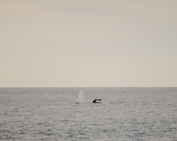 A serene ocean view with a whale tail splashing in the distance.