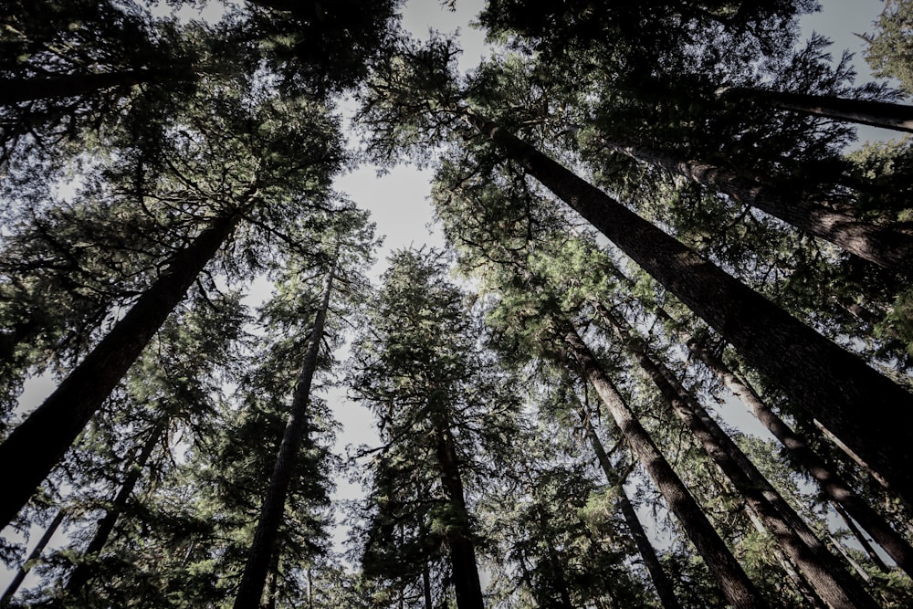 a group of tall trees in a forest