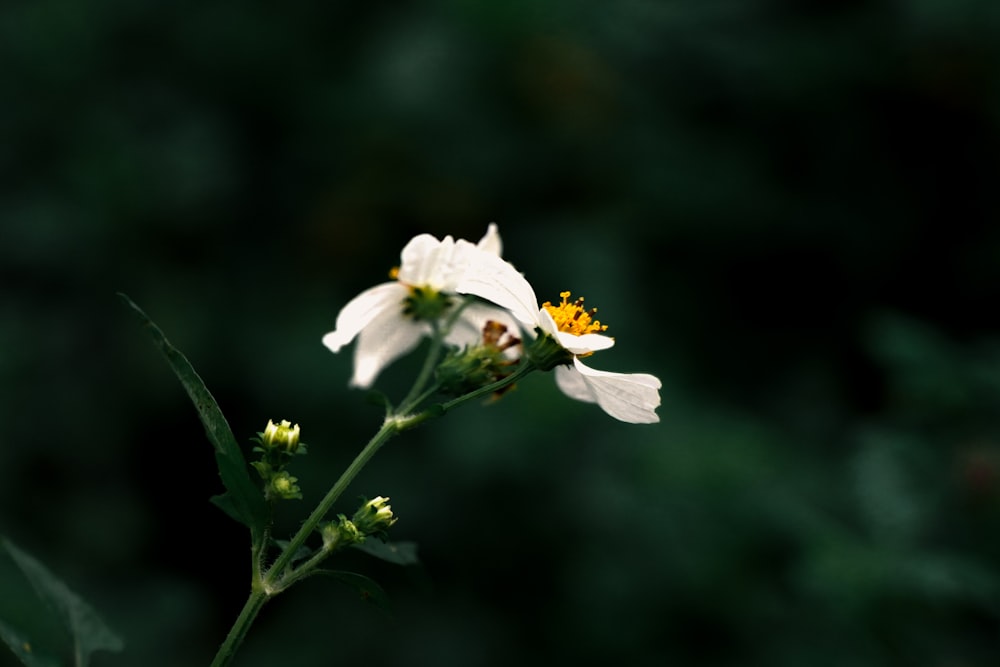 un fiore bianco con uno stame giallo su di esso