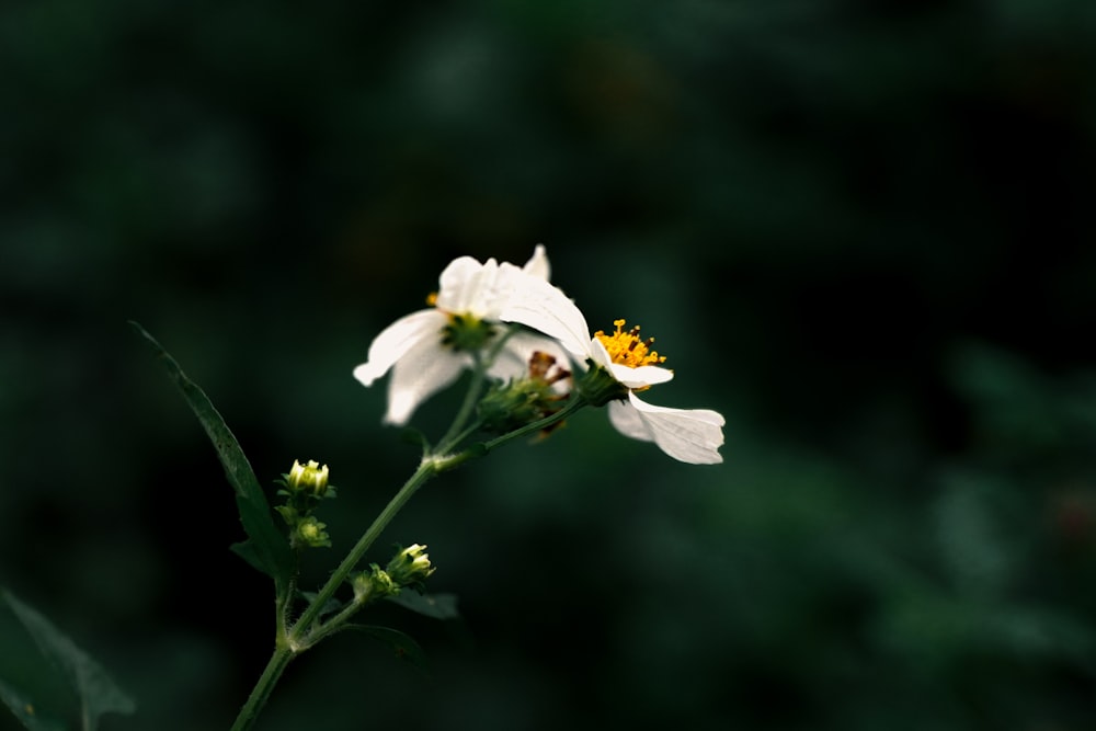 a white flower with a yellow stamen on it