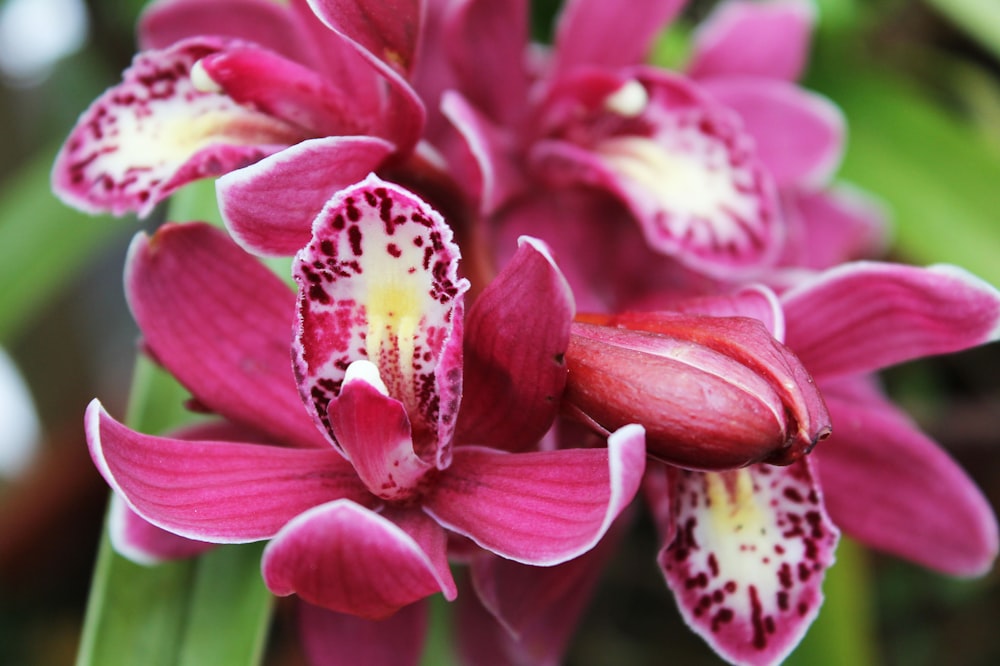 a close up of a pink flower with white spots