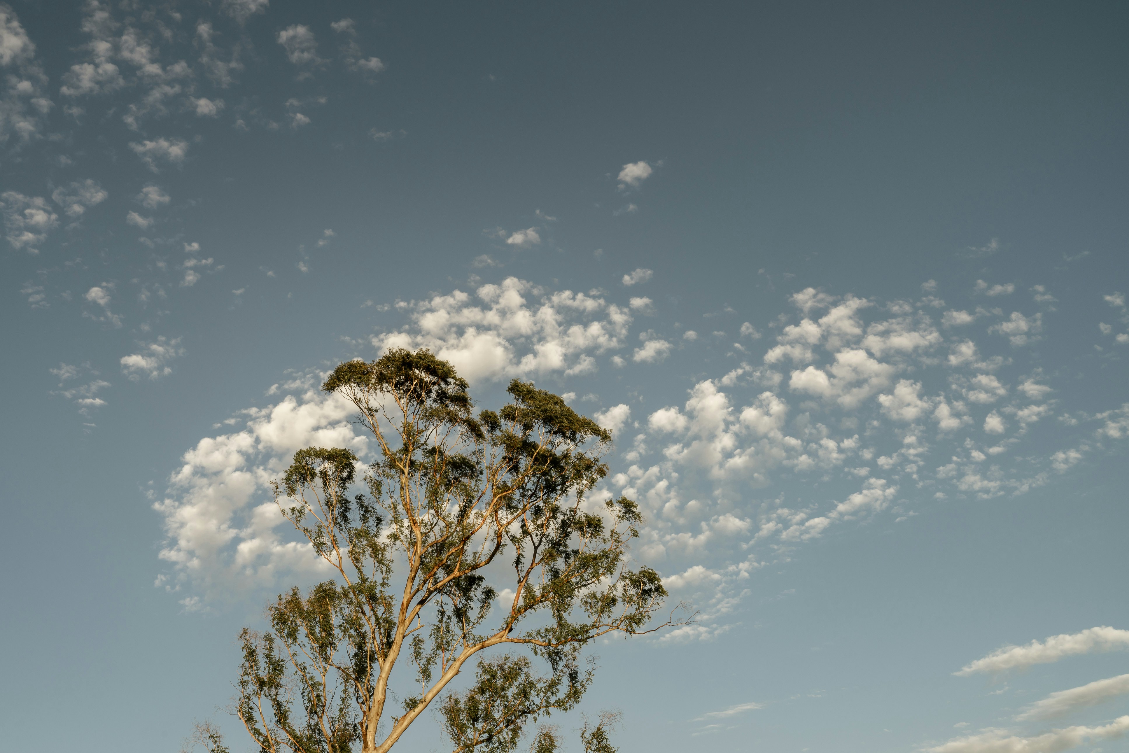 a tree with a few clouds in the sky