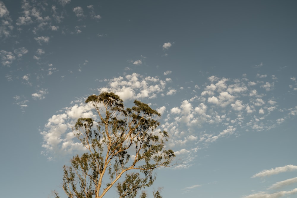 Ein Baum mit ein paar Wolken am Himmel