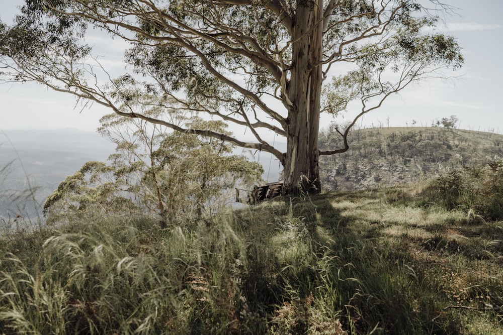 a large tree sitting on top of a lush green hillside