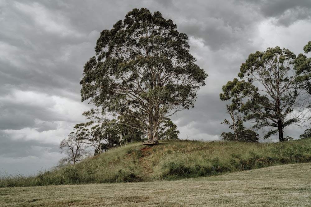 a grassy hill with trees on it under a cloudy sky