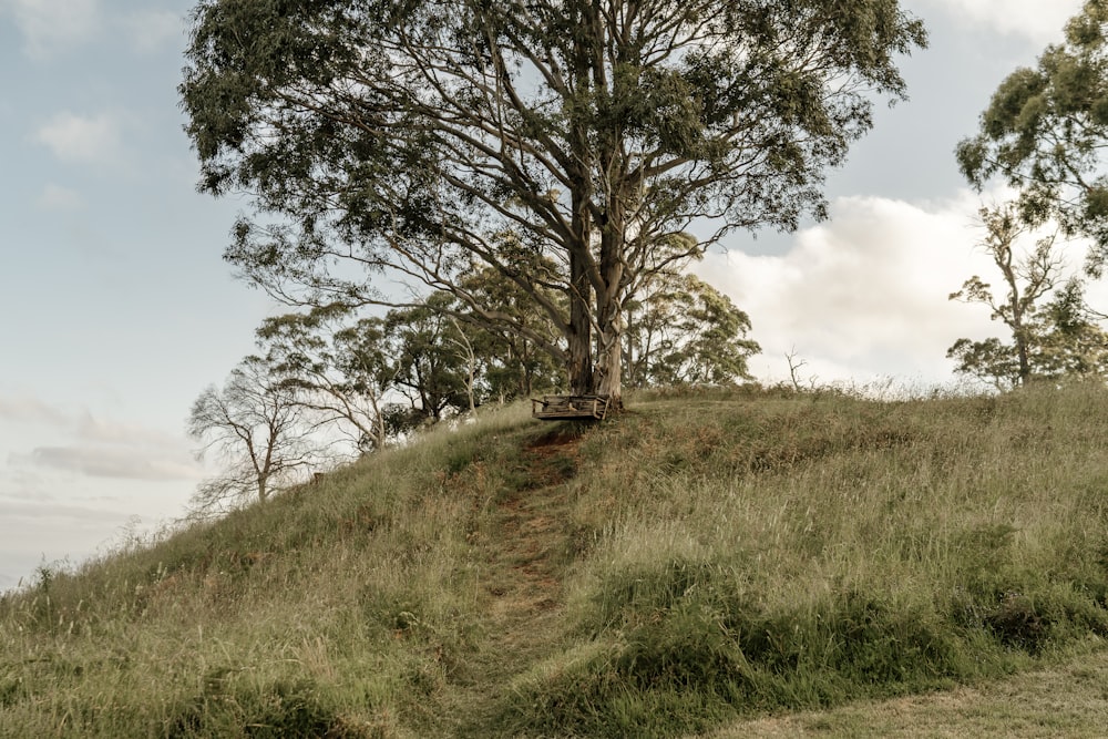 a grassy hill with a tree on top of it