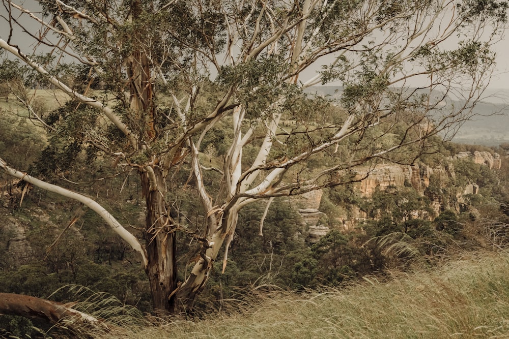 a view of a mountain with a tree in the foreground