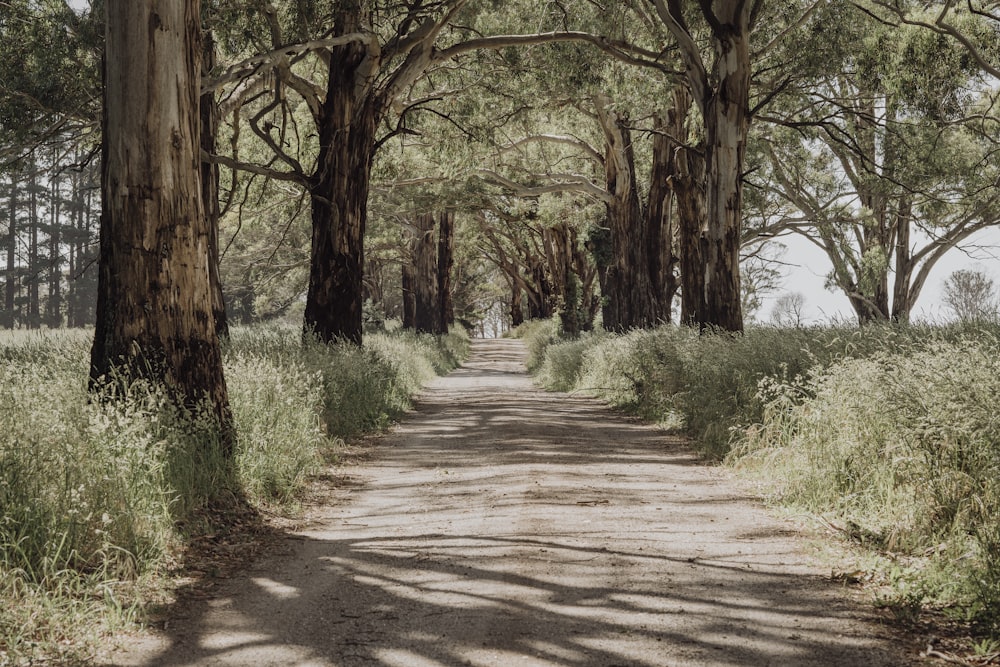 a dirt road surrounded by trees and grass