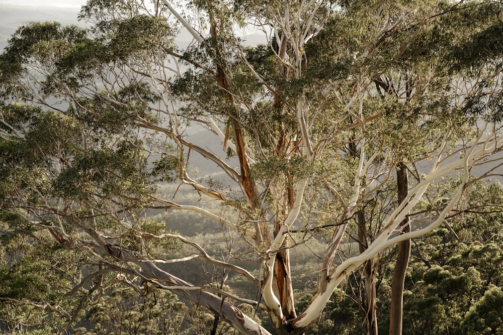 a group of birds sitting on top of a tree