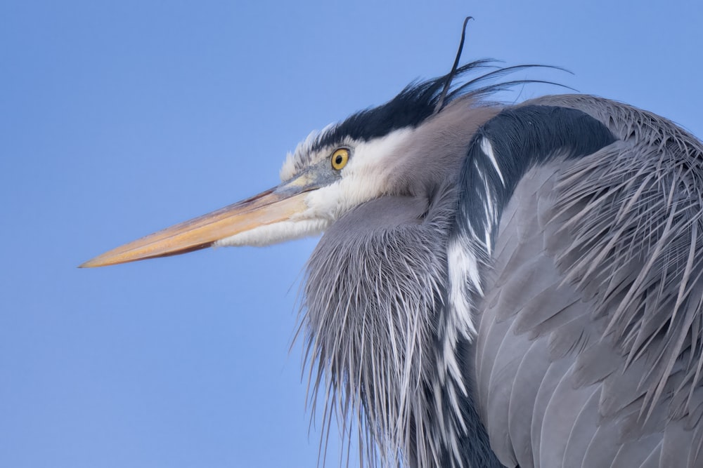 a close up of a bird with a long neck