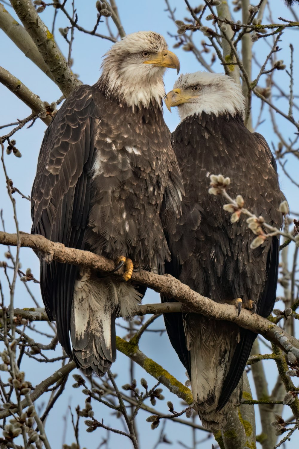 two bald eagles sitting on a tree branch