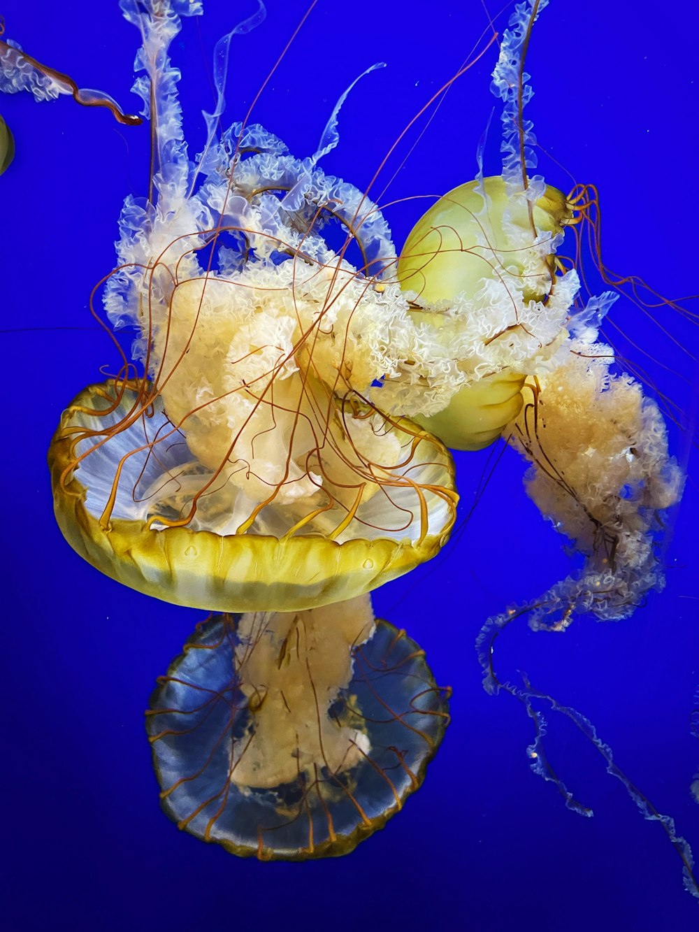 a yellow jellyfish swimming in a blue water tank
