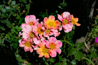 A vibrant bouquet of tropical flowers glowing under the Cancún sun.