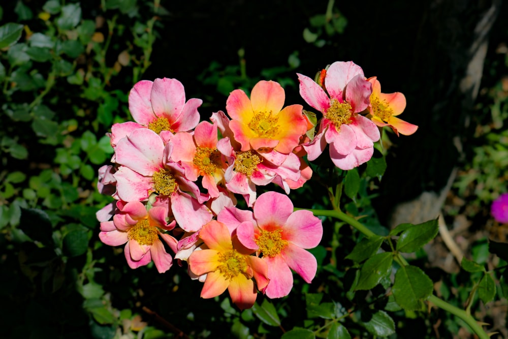 a group of pink and yellow flowers in a garden