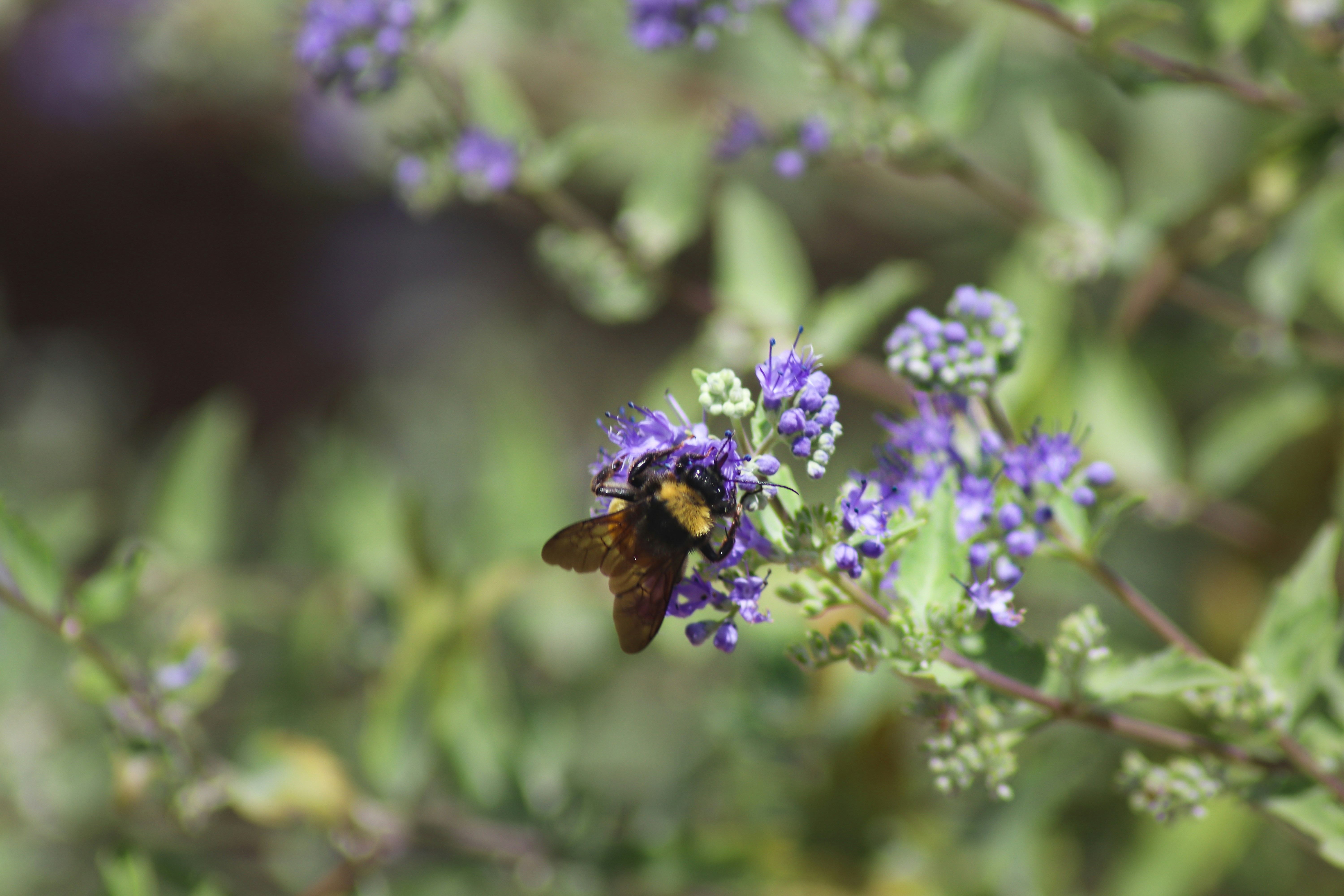 a bee sitting on top of a purple flower