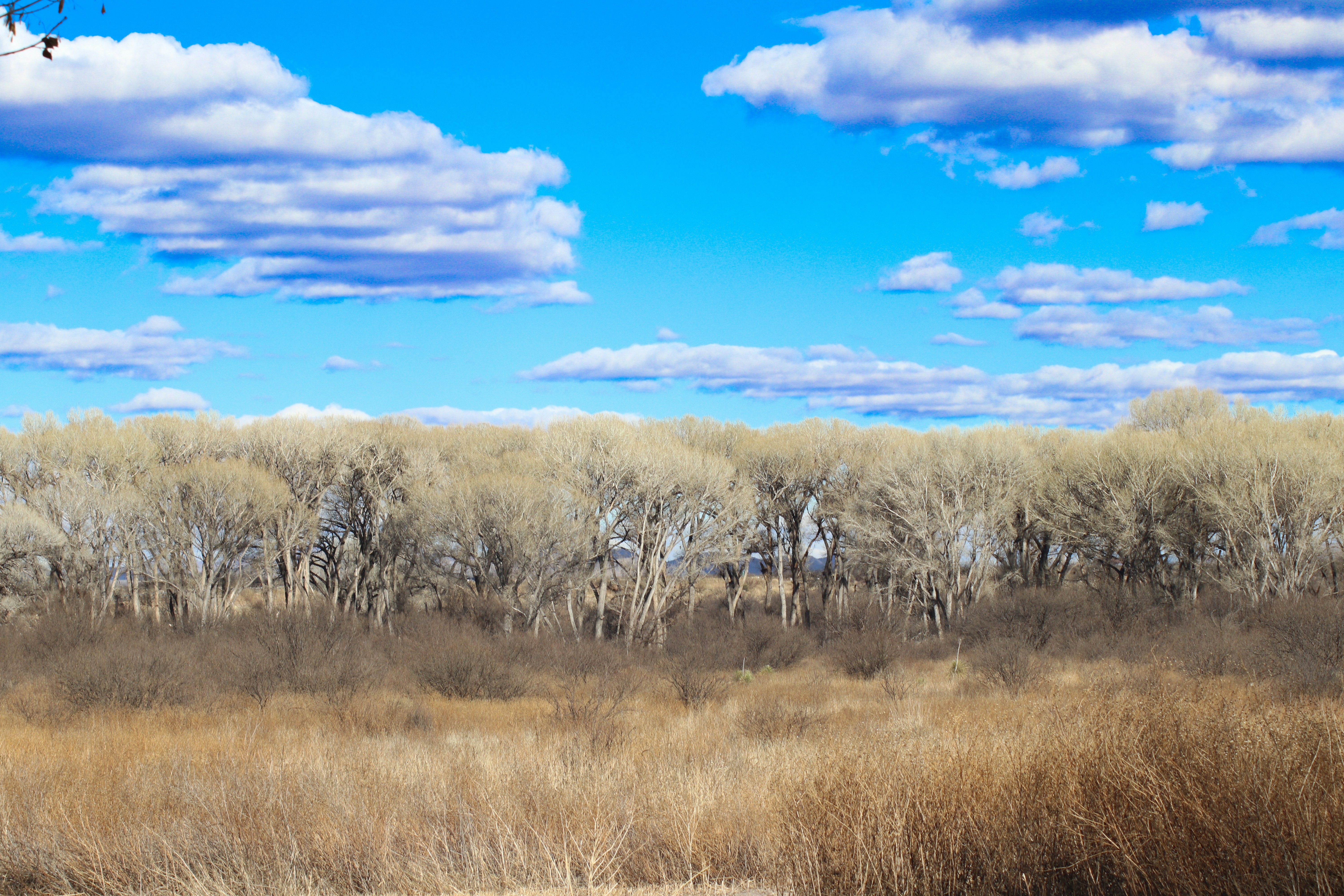 a grassy field with trees and clouds in the background