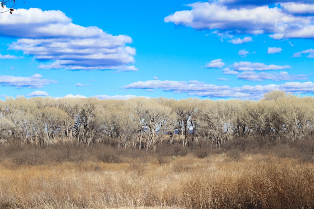 a grassy field with trees and clouds in the background