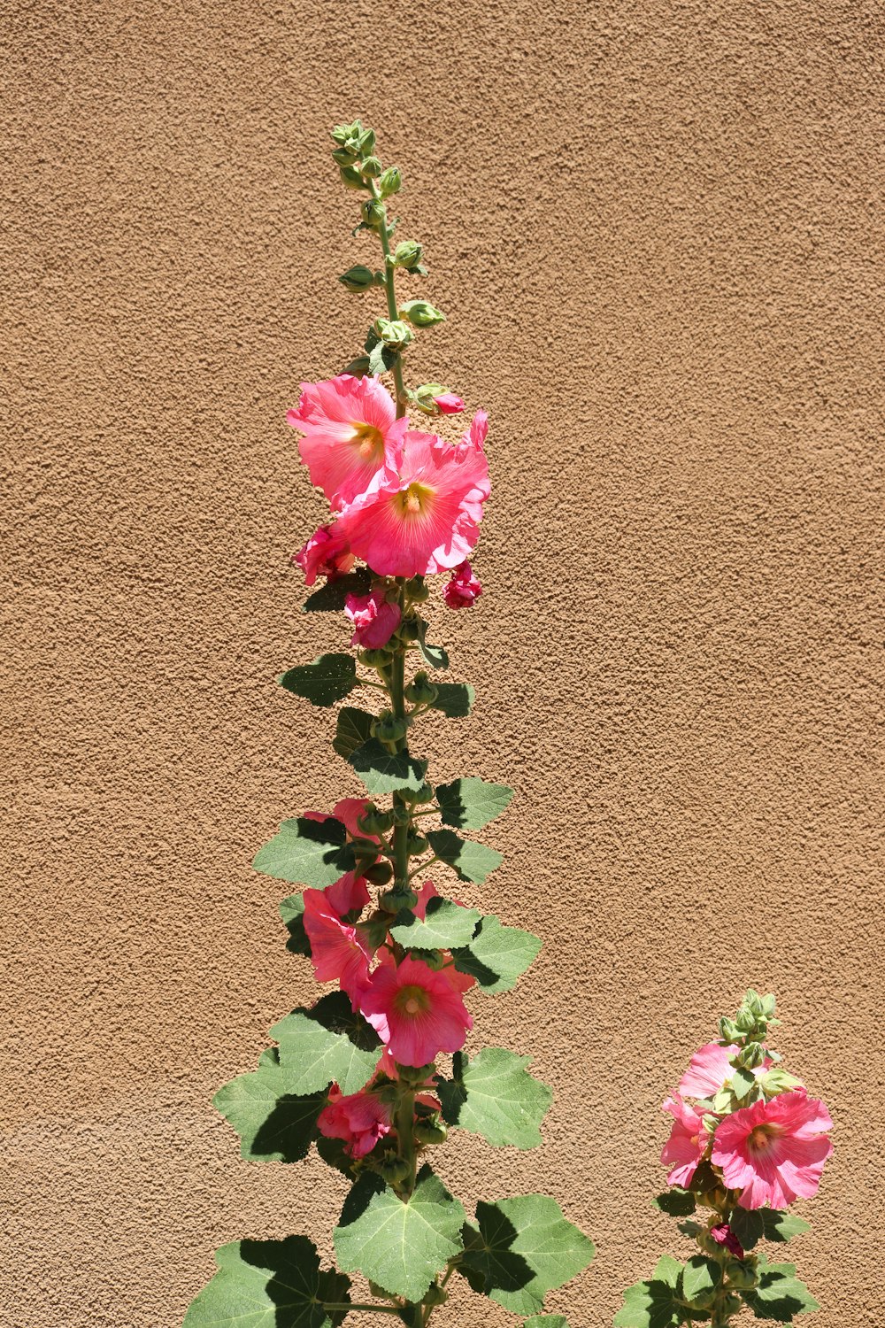 a plant with pink flowers growing out of it