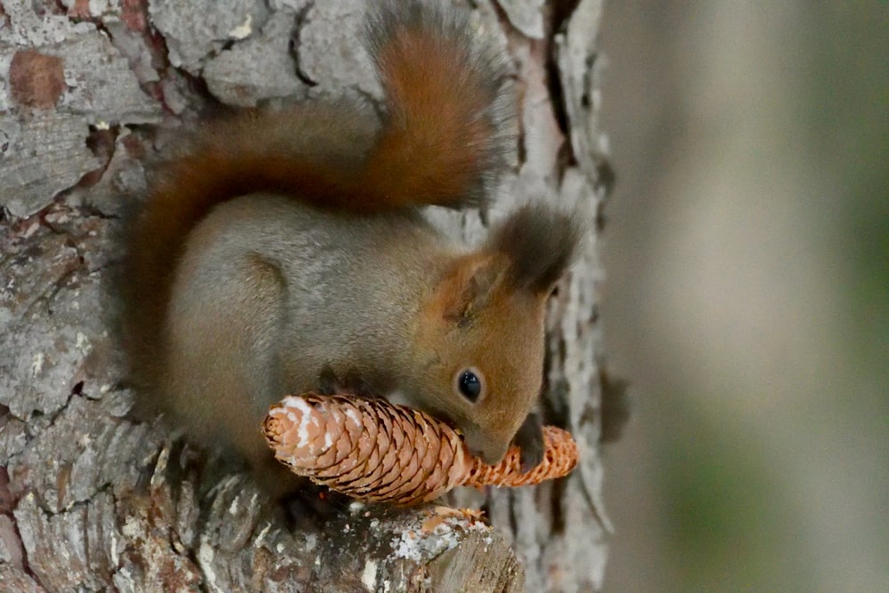 a squirrel eating a pine cone on a tree