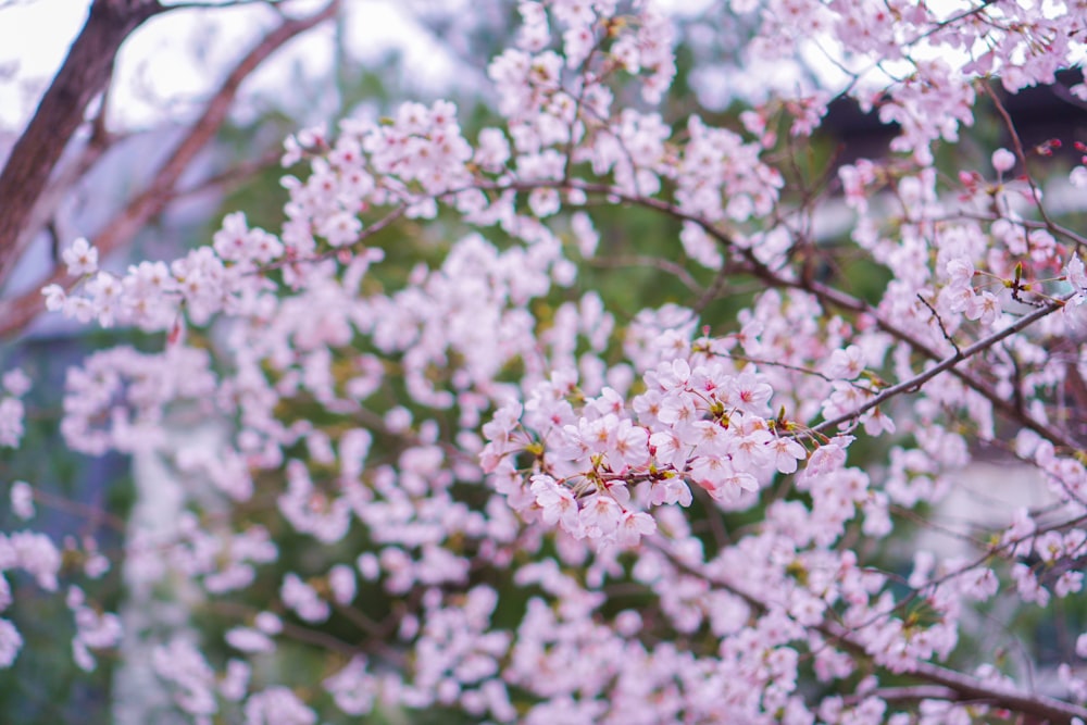 a close up of a tree with pink flowers