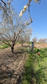 A mother and child picking apples together in an orchard