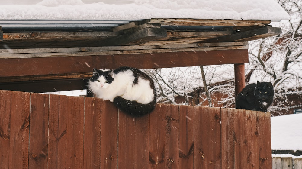 a black and white cat sitting on top of a wooden fence