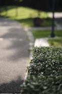 A gardener trimming bushes with precision in a sunny park.