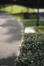A worker trimming bushes along a pathway surrounded by green trees and shrubs.