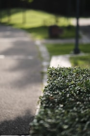 A worker trimming bushes along a pathway surrounded by green trees and shrubs.