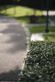 Close-up of freshly trimmed green shrubs along a clean stone pathway in a sunlit yard.
