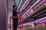 A person wearing a mask is tending to plants in an indoor vertical farm. The environment is illuminated by pink and white grow lights, and multiple levels of shelves are filled with green plants.