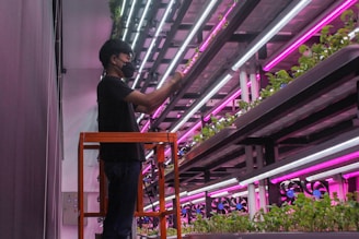 A person wearing a mask is tending to plants in an indoor vertical farm. The environment is illuminated by pink and white grow lights, and multiple levels of shelves are filled with green plants.