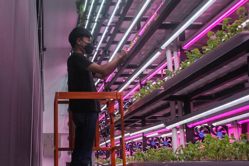 A person wearing a mask is tending to plants in an indoor vertical farm. The environment is illuminated by pink and white grow lights, and multiple levels of shelves are filled with green plants.