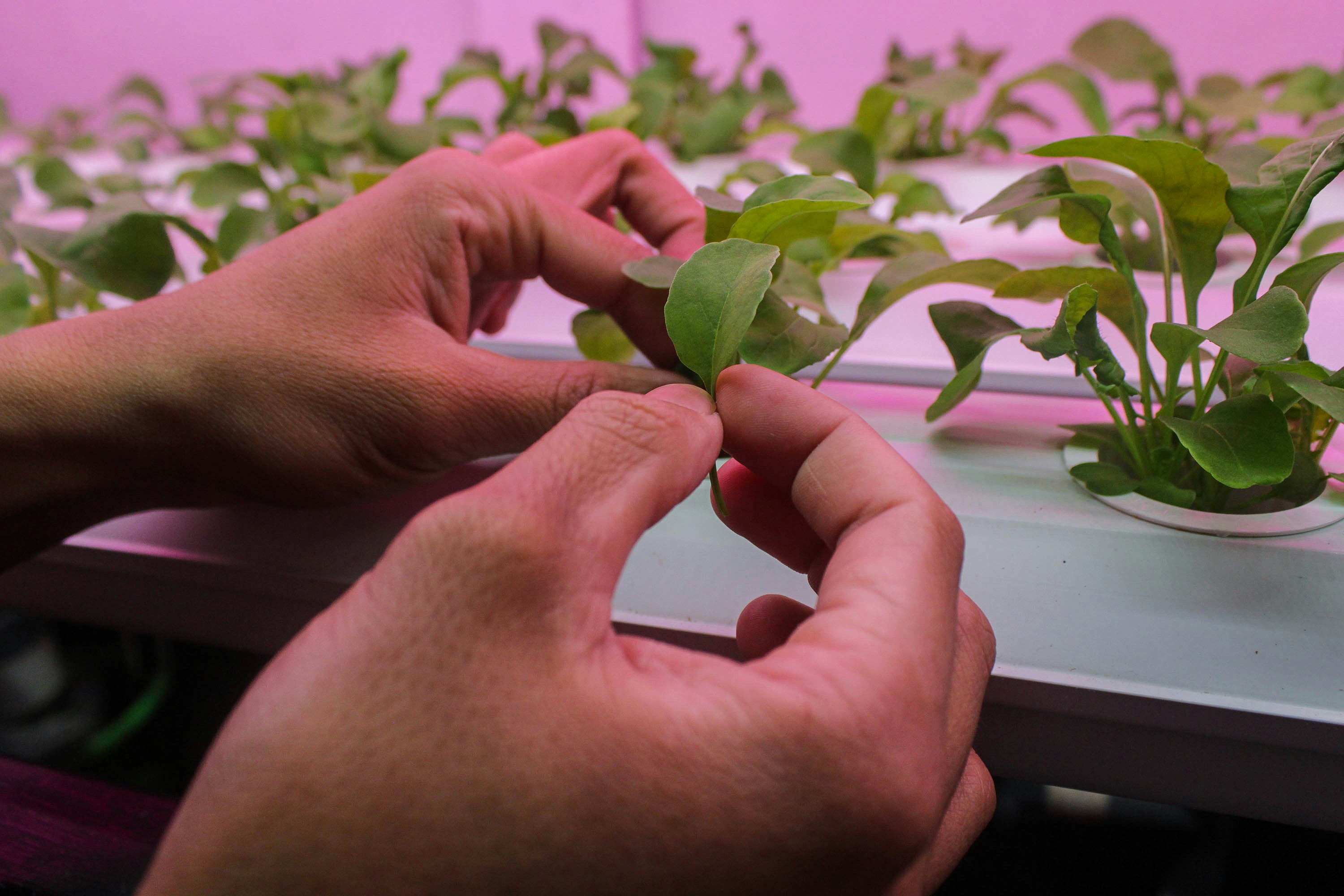 Hands gently harvesting fresh basil leaves from a hydroponic setup.