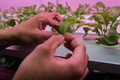 Hands gently handle a small green plant, possibly in a hydroponic system, with a pinkish light illuminating the scene. Rows of similar plants can be seen in the background.