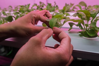 Hands gently handle a small green plant, possibly in a hydroponic system, with a pinkish light illuminating the scene. Rows of similar plants can be seen in the background.