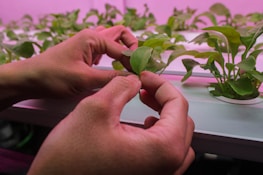 Hands gently handle a small green plant, possibly in a hydroponic system, with a pinkish light illuminating the scene. Rows of similar plants can be seen in the background.