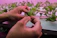 Close-up of hands assembling hydroponic irrigation fittings with green plants in the background.