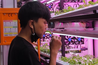 A person is examining young plants growing under pink LED lights in a hydroponic setup. The environment appears to be inside a controlled indoor farming facility with shelves of plants and a ventilation system.