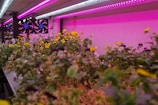A vibrant indoor garden with numerous small flowers, predominantly in yellow and purple hues, under bright LED grow lights. The pink and purple lighting casts a surreal glow over the scene, enhancing the vividness of the greenery. Two large cooling fans are visible in the background, suggesting a controlled environment for optimal plant growth.