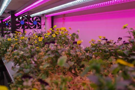 A vibrant hydroponic garden flourishing inside a modest Indian home