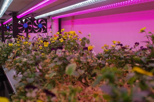 A vibrant indoor garden with numerous small flowers, predominantly in yellow and purple hues, under bright LED grow lights. The pink and purple lighting casts a surreal glow over the scene, enhancing the vividness of the greenery. Two large cooling fans are visible in the background, suggesting a controlled environment for optimal plant growth.