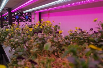 A vibrant indoor garden with numerous small flowers, predominantly in yellow and purple hues, under bright LED grow lights. The pink and purple lighting casts a surreal glow over the scene, enhancing the vividness of the greenery. Two large cooling fans are visible in the background, suggesting a controlled environment for optimal plant growth.